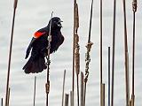 Red-winged Blackbird_DSCF00745